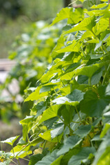 Green cucumber as a bush