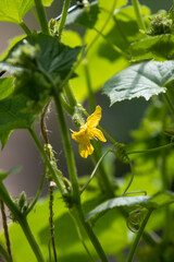 Green cucumber as a bush