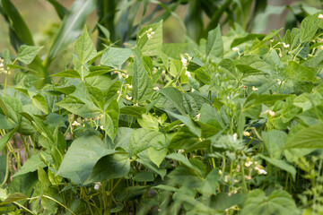 
Beans as a bush in the garden