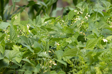 Fototapeta na wymiar Beans as a bush in the garden