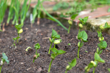 
Growing new vegetables in the garden