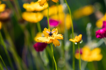 Obraz premium The pollination of flowers by insects