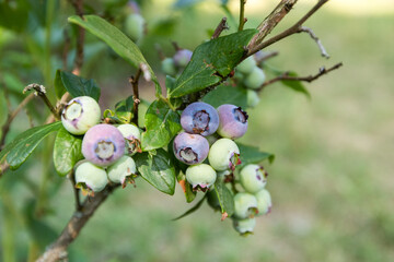
Blueberry bush with fruit in the garden
