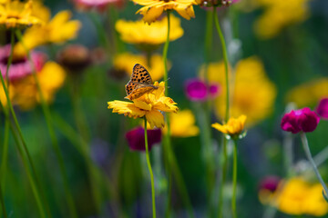 
The pollination of flowers by insects