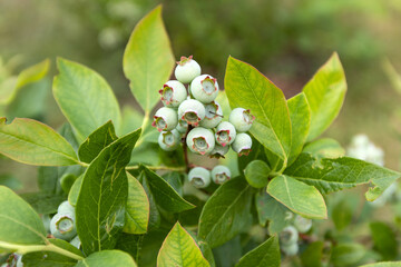 
Blueberry bush with fruit in the garden