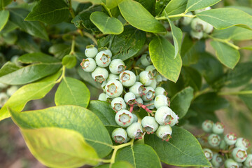 
Blueberry bush with fruit in the garden