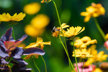 
The pollination of flowers by insects