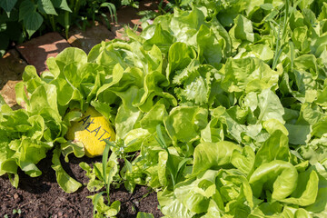 Lettuce growing in the garden
