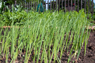 
chives growing in the garden
