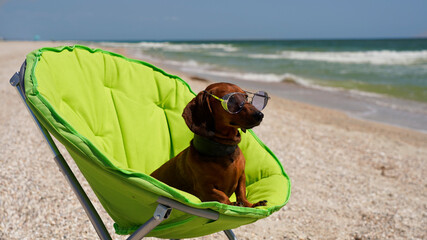 Dachshund in a green tourist chair sunbathing on the seashore. funny puppy in sunglasses on the background of the sea