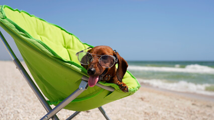 Dachshund in a green tourist chair sunbathing on the seashore. funny puppy in sunglasses on the background of the sea
