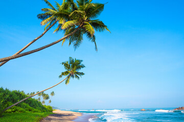 Tropical coconut palm trees on empty ocean beach