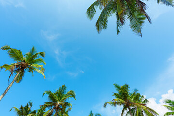 Obraz na płótnie Canvas Coconut palms trees over blue sky with copy-space