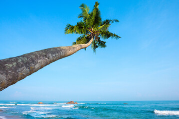 Tropical coconut palm tree on ocean beach