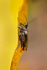 Assassin bug (Apiomerus vexillarius) is an inscet from Costa Rica