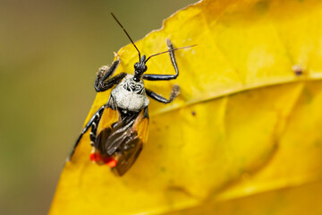 Assassin bug (Apiomerus vexillarius) is an inscet from Costa Rica