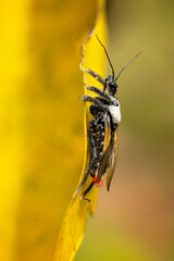 Assassin bug (Apiomerus vexillarius) is an inscet from Costa Rica