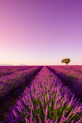 Fototapeta na wymiar Blooming lavender fields with bushes rows and lonely tree in Valensole Provence at sunset