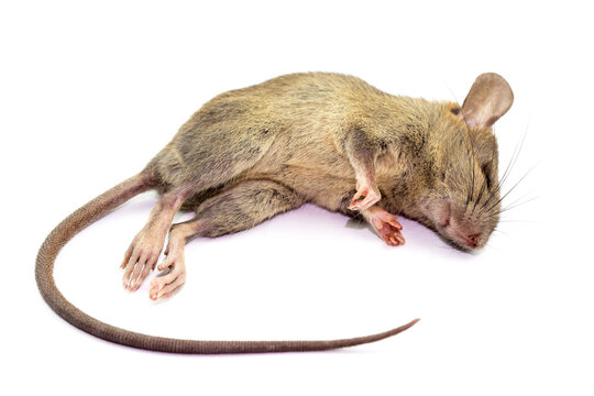 Dead rat (Mouse), Isolated on White Background.Rat are carriers of pathogens, so find a way to eliminate rat.