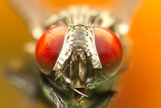 A macro shot of fly . Live housefly .Insect close-up. macro sharp and detailed fly compound eye surface.