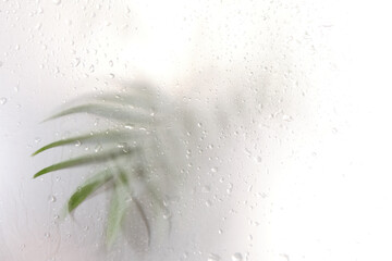 palm leaves shadow effect. blurred picture with fog effect of palm leaves silhouettes behind. selective focus