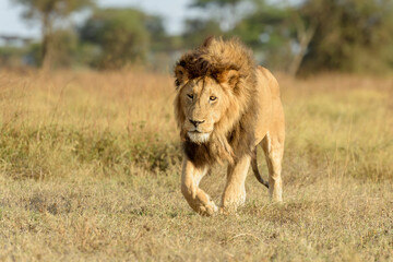 Fototapeta na wymiar African Lion (Panthera leo) male walking on savanna, looking at camera, Ngorongoro Conservation Area, Tanzania.