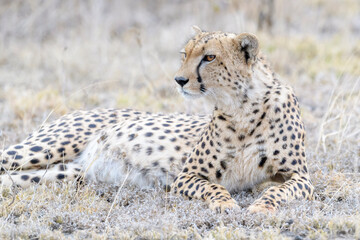 Cheetah (Acinonyx jubatus) lying down on savanna, looking up, Ngorongoro conservation area, Tanzania.