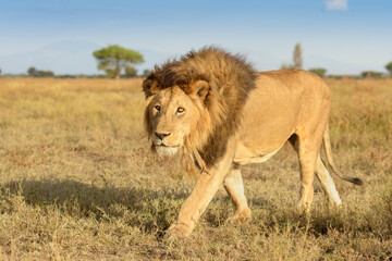African Lion (Panthera leo) male walking on savanna, looking at camera, close up, Ngorongoro Conservation Area, Tanzania.