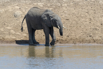 Young African elephant (Loxodonta africana) bull with cut trunk drinking, Serengeti national park, Tanzania.