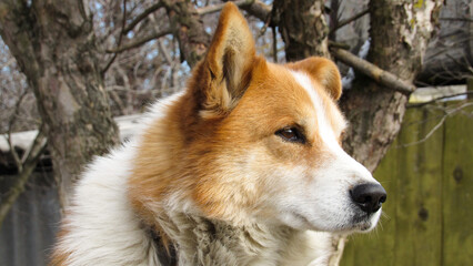 beautifull portrait of a red dog. Close-up photo of a dog