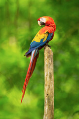 The scarlet macaw (Ara macao) is a large red, yellow, and blue Central and South American parrot, a member of a large group of Neotropical parrots called macaws.