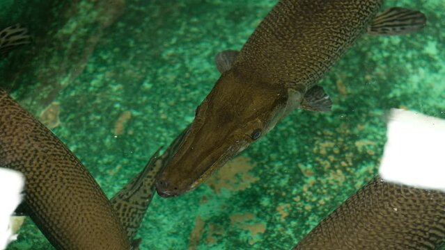 alligator fish, dangerous amazon fish, giant
