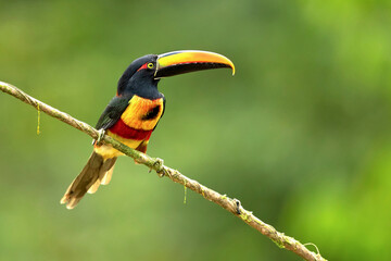 The fiery-billed aracari or fiery-billed araçari (Pteroglossus frantzii) is a toucan, a...
