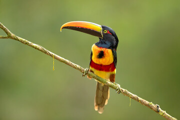 The fiery-billed aracari or fiery-billed araçari (Pteroglossus frantzii) is a toucan, a near-passerine bird. It breeds only on the Pacific slopes of southern Costa Rica and western Panama.