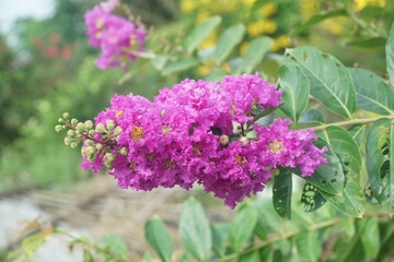 Lagerstroemia speciosa flower in nature garden