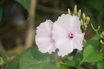 morning glory flower in nature garden