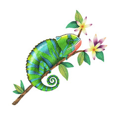 Green Chameleon on Tree Branch Watercolor Illustration Design