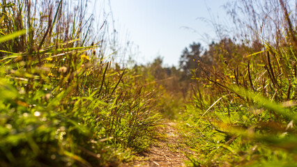 Natural strong blurry background of green grass blades close up. Fresh grass meadow in sunny morning. Copy space