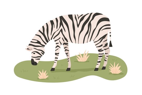African zebra grazing, standing on grass. Wild striped animal eating. Savanna habitant. Tropical herbivore. Flat vector illustration isolated on white background