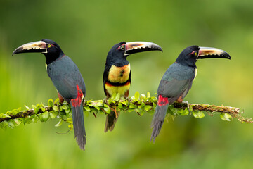 The collared aracari or collared araçari (Pteroglossus torquatus) is a toucan, a near-passerine bird. It breeds from southern Mexico (North America) to Panama; also Ecuador, Colombia, Venezuela 