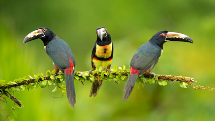 The collared aracari or collared araçari (Pteroglossus torquatus) is a toucan, a near-passerine bird. It breeds from southern Mexico (North America) to Panama; also Ecuador, Colombia, Venezuela 