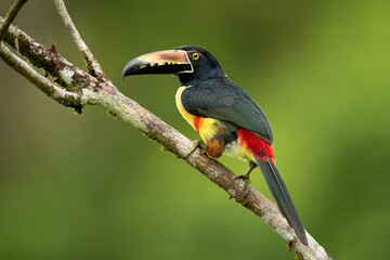 The collared aracari or collared araçari (Pteroglossus torquatus) is a toucan, a near-passerine bird. It breeds from southern Mexico (North America) to Panama; also Ecuador, Colombia, Venezuela 