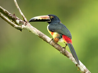 The collared aracari or collared araçari (Pteroglossus torquatus) is a toucan, a near-passerine bird. It breeds from southern Mexico (North America) to Panama; also Ecuador, Colombia, Venezuela 