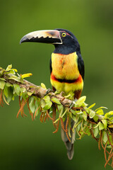 The collared aracari or collared araçari (Pteroglossus torquatus) is a toucan, a near-passerine bird. It breeds from southern Mexico (North America) to Panama; also Ecuador, Colombia, Venezuela 