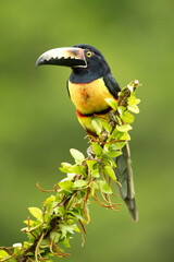 The collared aracari or collared araçari (Pteroglossus torquatus) is a toucan, a near-passerine bird. It breeds from southern Mexico (North America) to Panama; also Ecuador, Colombia, Venezuela 