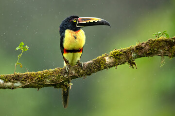 Obraz premium The collared aracari or collared araçari (Pteroglossus torquatus) is a toucan, a near-passerine bird. It breeds from southern Mexico (North America) to Panama; also Ecuador, Colombia, Venezuela 