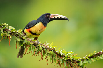 The collared aracari or collared araçari (Pteroglossus torquatus) is a toucan, a near-passerine bird. It breeds from southern Mexico (North America) to Panama; also Ecuador, Colombia, Venezuela 