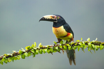 The collared aracari or collared araçari (Pteroglossus torquatus) is a toucan, a near-passerine bird. It breeds from southern Mexico (North America) to Panama; also Ecuador, Colombia, Venezuela 