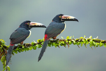 The collared aracari or collared araçari (Pteroglossus torquatus) is a toucan, a near-passerine bird. It breeds from southern Mexico (North America) to Panama; also Ecuador, Colombia, Venezuela 