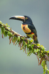 The collared aracari or collared araçari (Pteroglossus torquatus) is a toucan, a near-passerine bird. It breeds from southern Mexico (North America) to Panama; also Ecuador, Colombia, Venezuela 
